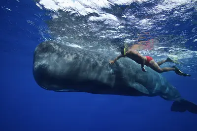 A snorkeler gently touches a massive sperm whale underwater in the clear blue ocean of Dominica, capturing a rare moment of human-animal connection.