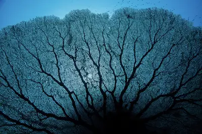 A dramatic underwater silhouette of a massive Gorgonian sea fan coral, backlit by turquoise water, creating a lace-like, tree-like pattern against the ocean’s glow.