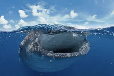 A split-level underwater shot captures a whale shark (Rhincodon typus) feeding near the surface in vibrant blue waters off Isla Mujeres, Mexico, with its massive mouth agape beneath a bright, cloud-dappled sky.