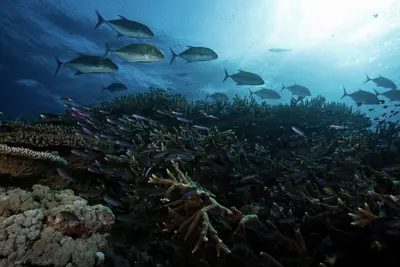 Magenta slender anthias dart among staghorn coral as blue jacks patrol above in the sun-dappled waters of Carl’s Ultimate, Papua New Guinea.