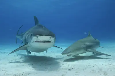 Two sharks glide gracefully over a sunlit sandy seabed in clear blue waters, one a tiger shark and the other a lemon shark, captured in a serene underwater moment.