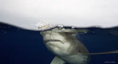 A split-level underwater shot captures an oceanic whitetip shark breaking the surface, its sharp teeth and powerful form revealed against deep blue water and bright sky.