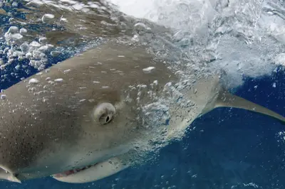 A lemon shark breaches the surface at Tiger Beach, Bahamas, creating a dynamic splash of bubbles and light in a vivid underwater moment.
