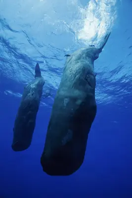 Two sperm whales glide upward through deep blue water, their massive bodies silhouetted against the sunlit surface, captured during a shallow dive in Dominica.