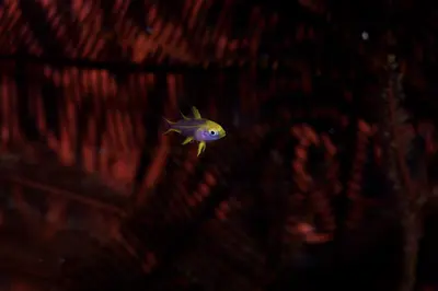 A vibrant yellow and purple juvenile fish swims gracefully through a dark, textured red coral reef in the deep waters of Marovo Lagoon, Solomon Islands.