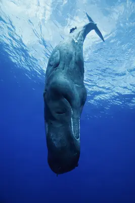A sperm whale hangs vertically in deep blue water, its massive body illuminated from above by sunlight filtering through the surface.