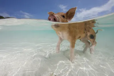 A curious piglet wades in crystal-clear turquoise water at Pig Beach, Bahamas, its snout above the surface under a bright blue sky.