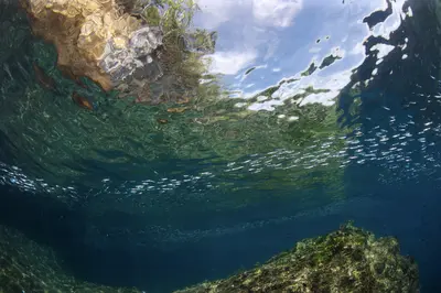 A serene underwater view from Little Komodo, Indonesia, showing shimmering surface reflections, schools of small fish, and rocky seabed beneath clear turquoise water.