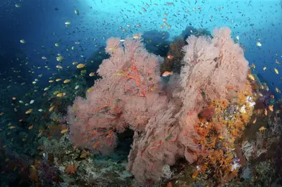 A vibrant underwater seascape at The Windows, Misool, Indonesia, featuring towering pink gorgonian corals and a school of colorful fish in clear blue water.
