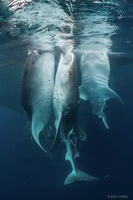 Three whale sharks (Rhincodon typus) feed at the ocean surface near a traditional Indonesian fishing platform, their spotted bodies gliding gracefully in deep blue water.