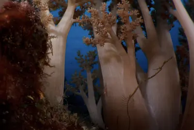 A commensal goby peeks from within a dense forest of soft coral (Nepthea sp.) at Ashmore Atoll, Australia, under deep blue ocean light.