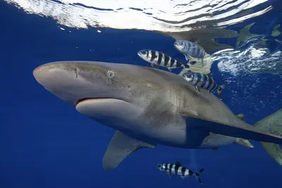 An oceanic whitetip shark glides through deep blue waters, accompanied by pilot fish, near the surface at Columbus Point, Cat Island, Bahamas.