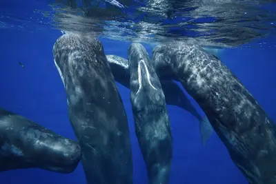A group of sperm whales (Physeter macrocephalus) swim closely together underwater, their massive bodies forming a social cluster in deep blue ocean waters.