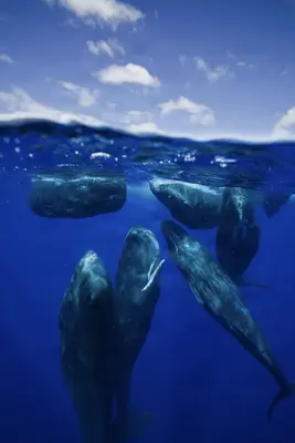 A split-level underwater shot captures a group of sperm whales socializing near the surface in the deep blue waters of Dominica, with sunlight filtering through the waves above.