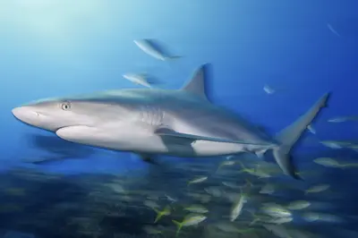 A Caribbean reef shark glides through vibrant blue waters, surrounded by a school of small fish, captured with a slow shutter speed in the Bahamas.