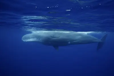 A majestic male sperm whale glides serenely beneath the sunlit surface of deep blue ocean waters near Chichijima Island, Japan.