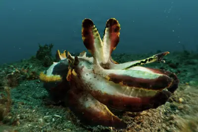A flamboyant cuttlefish (Metasepia pfefferi) displays its vibrant, mottled colors and raised fins on the seafloor in the Lembeh Strait, Indonesia.