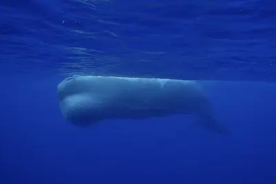 A massive male sperm whale glides serenely beneath the deep blue surface near Chichijima Island, Japan, its bulbous head and smooth body illuminated by filtered sunlight.