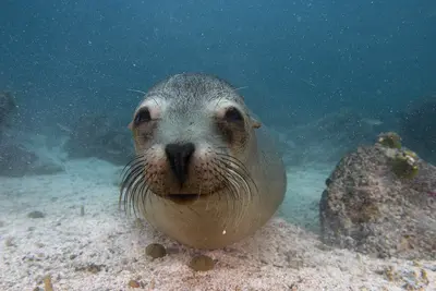 A curious sea lion peers directly into the camera lens from just inches away, its whiskers and expressive eyes vivid against the sunlit underwater seabed.