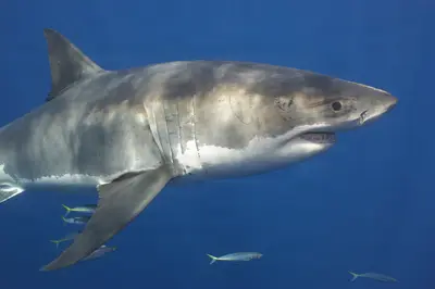 A great white shark glides through deep blue waters off Guadalupe, Mexico, with small fish darting nearby, captured in sharp detail.