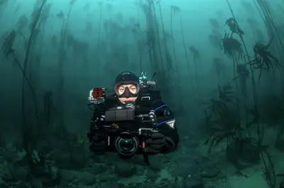 A diver in a kelp forest holds a camera rig, surrounded by swaying seaweed and dim turquoise light, capturing an underwater portrait in South Africa.