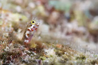 A tiny red-spotted blenny peeks curiously from its coral crevice, its bright yellow eye and delicate fins highlighted against a soft-focus reef backdrop.