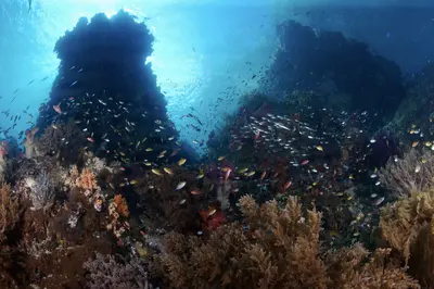 A vibrant underwater seascape at Little Komodo, Indonesia, teeming with colorful coral formations and schools of small fish swimming through sunlit blue water.