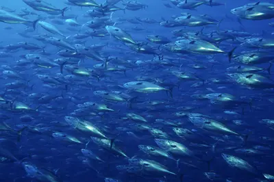 A mesmerizing school of Pacific bluefin tuna swims in synchronized motion through deep blue ocean waters at Roca Partida, Mexico.