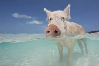 A curious pig stands in crystal-clear turquoise water, its snout above the surface under a bright blue sky in the Bahamas.