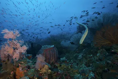 A vibrant underwater seascape at Gunung Api, Indonesia, teeming with schools of fish, colorful soft corals, and a striking sea snake gliding through the blue depths.
