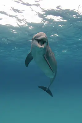 A bottlenose dolphin swims upward toward the sunlit surface in clear Bahamian waters, its open mouth and curious gaze creating a joyful, intimate underwater moment.