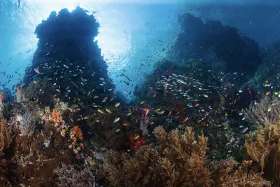 A vibrant underwater reef teeming with colorful fish and coral formations, illuminated by sunlight filtering through the water’s surface at Little Komodo, Indonesia.