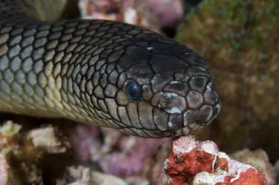 A close-up of a sea snake’s head resting on coral, showcasing its textured scales and dark, alert eye in a vibrant underwater reef environment.