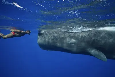 A human swimmer glides peacefully beside a massive sperm whale in deep blue ocean waters, capturing a rare moment of connection between species.