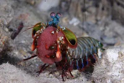 A vibrant peacock mantis shrimp cradles a pink egg sac on the sandy seabed, showcasing its iridescent blue, green, and orange exoskeleton in a vivid underwater scene.