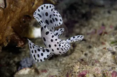 A striking white frogfish with black polka dots glides gracefully over a sandy seabed in the vibrant coral reefs of Rajah Ampat, Indonesia.