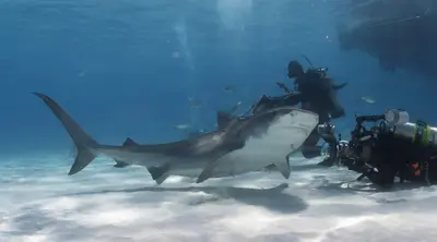 A diver in full gear observes a large tiger shark gliding gracefully over a sunlit sandy seabed in clear blue water.