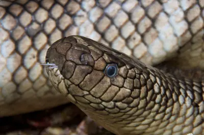 A close-up of a sea snake’s head with intricate brown and beige scales, piercing blue eye, and flicking tongue, captured underwater in Indonesia.