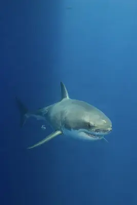 A great white shark glides through deep blue ocean waters, its powerful form illuminated by sunlight filtering from above.