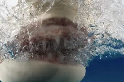 A lemon shark breaches the surface at Tiger Beach, Bahamas, creating a dynamic "lemon snap" with swirling bubbles and sunlight piercing the water.