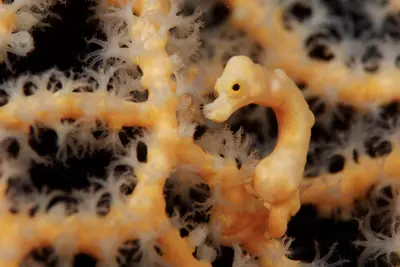A delicate pygmy seahorse clings to vibrant orange gorgonian coral in the deep waters of Marovo Lagoon, Solomon Islands.