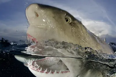 A lemon shark breaches the ocean surface in the Bahamas, its sharp teeth and intense eye captured in a dramatic split-level shot.
