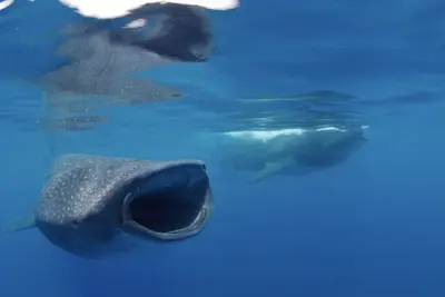 Two whale sharks glide through vibrant blue waters near the surface, one with its mouth wide open, feeding during a bonito spawning event off Isla Mujeres, Mexico.