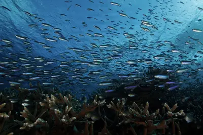 A mesmerizing school of magenta slender anthias (Luzonichthys waitei) swirls above a vibrant coral reef in the clear blue waters of Carl's Ultimate, Papua New Guinea.