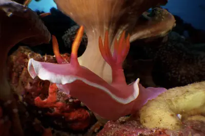 A vibrant Hypselodoris apolegna nudibranch glides across a colorful coral reef in Papua New Guinea, its pink body and orange-tipped rhinophores standing out against the textured marine backdrop.