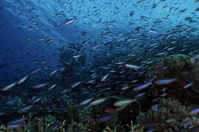 An underwater photographer on a rebreather is surrounded by a swirling school of magenta slender anthias in a vibrant coral reef at Carl's Ultimate, Papua New Guinea.