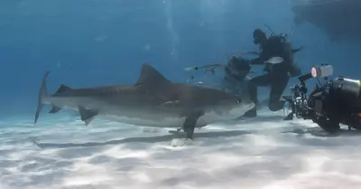 A tiger shark glides gracefully over a sun-dappled sandy seabed as a diver with professional camera gear captures the moment in clear Bahamian waters.