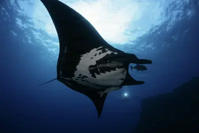 A majestic giant manta ray glides through deep blue waters, its spotted belly illuminated by sunlight filtering from above, accompanied by small remora fish.