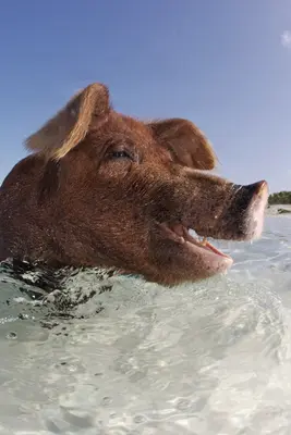 A brown pig with a joyful expression swims in clear turquoise water under a bright blue sky on Cat Island, Bahamas.