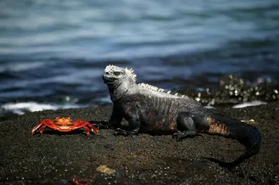 A Galapagos marine iguana rests on black volcanic sand beside a vibrant red Sally lightfoot crab, with gentle waves in the background.